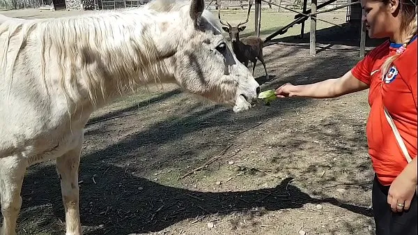 HD 馬の手足の大きさを見て、私はすべて濡れました!!!彼氏がそうだったらいいのに!!!パティバット、エルトロデオロ パワー クリップ