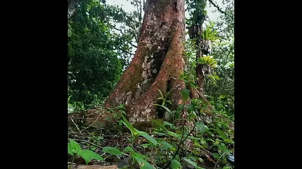 Clip nguồn HD In the wood